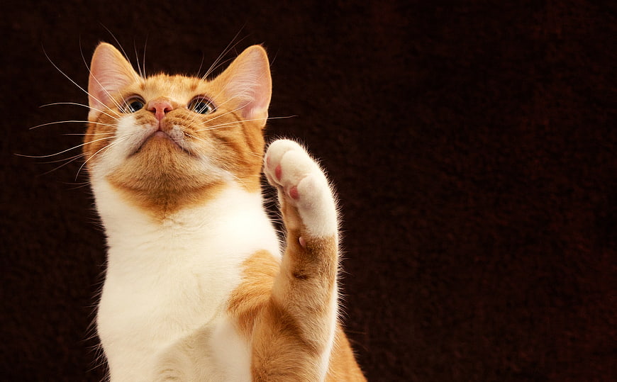 Cute Orange And White Cat Reaching Paw Upward Against Dark Background