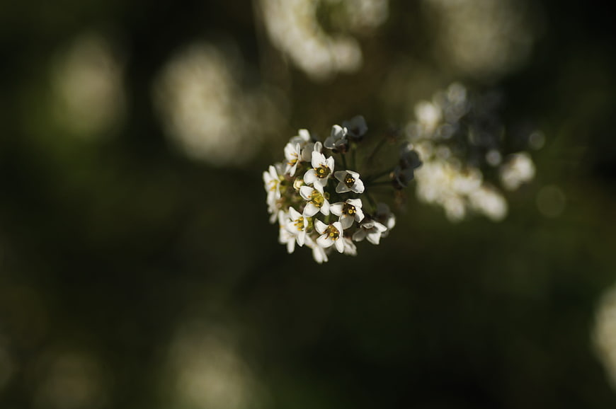 Close-up of white wildflowers with blurred green background
