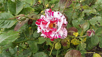 Close-up of a Pink and White Striped Rose in a Garden