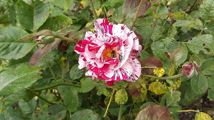 Close-up of a Pink and White Striped Rose in a Garden