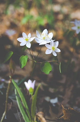 White Spring Wildflowers in Forest Undergrowth