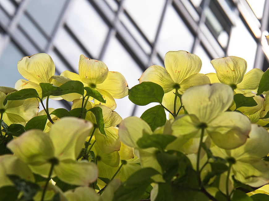 Yellow Dogwood Flowers Against Modern Glass Architecture