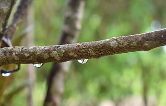 Close-up of water droplets on a textured tree branch