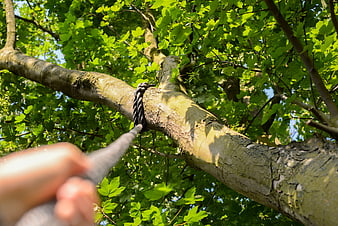 First-person view of hand holding climbing rope on tree branch