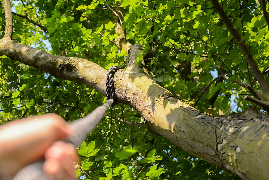 First-person view of hand holding climbing rope on tree branch