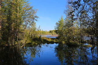 Serene River Reflection in Forest with Blue Sky