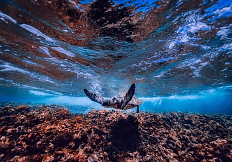 Underwater Sea Turtle Swimming Near Coral Reef