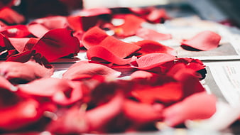 Scattered red rose petals on a white surface