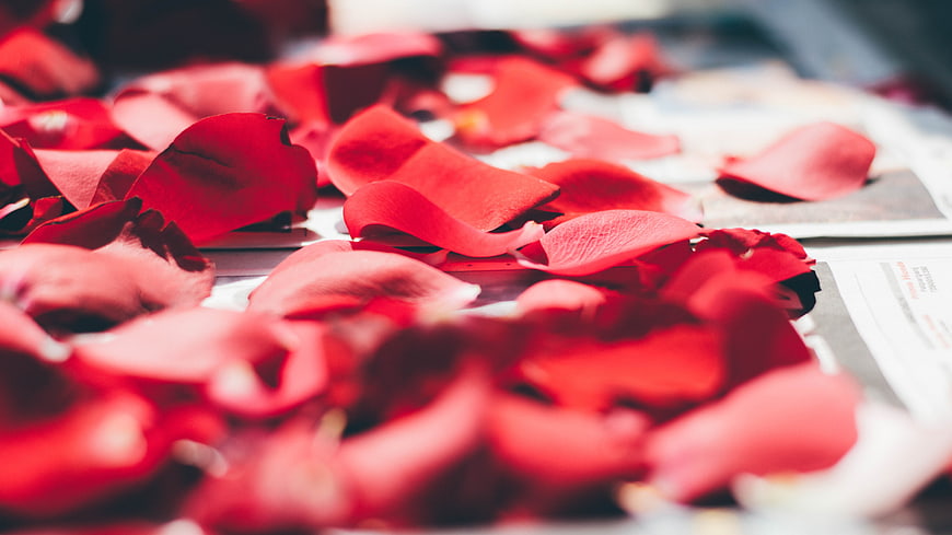Scattered red rose petals on a white surface