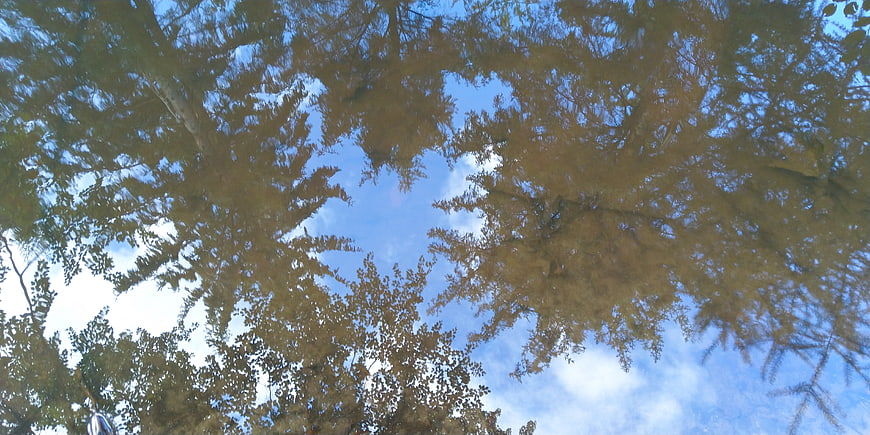 Trees reflected in a puddle against a blue sky