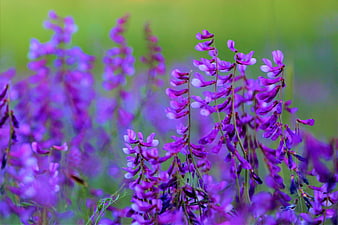 Close-up of purple vetch flowers in a green field