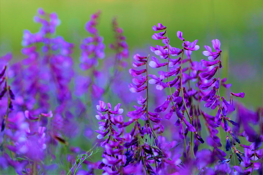 Close-up of purple vetch flowers in a green field