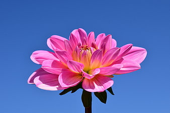 Pink Dahlia Flower Against Blue Sky Background