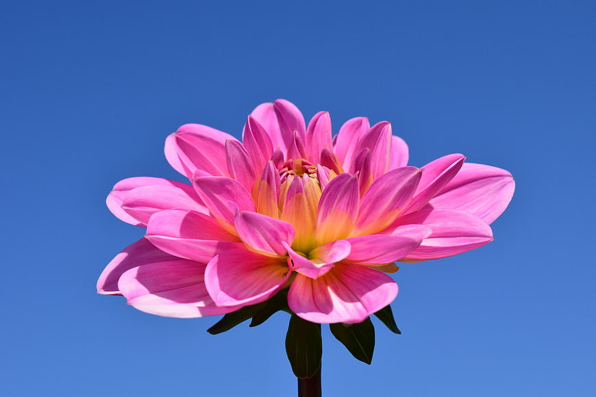 Pink Dahlia Flower Against Blue Sky Background