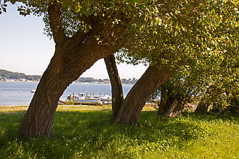 Sunlit tree trunks framing a view of a calm lake with boats