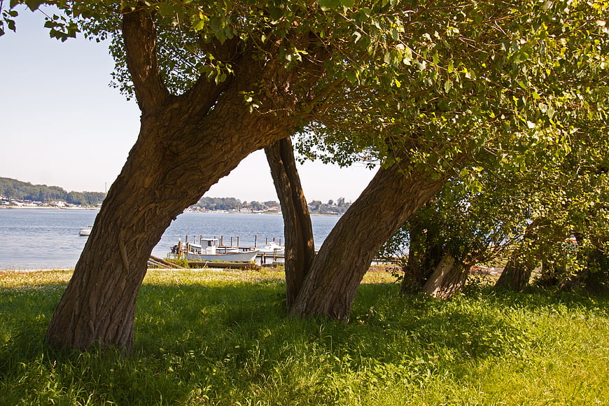 Sunlit tree trunks framing a view of a calm lake with boats
