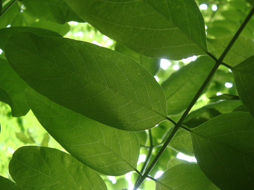 Close-up of vibrant green leaves with sunlight filtering through