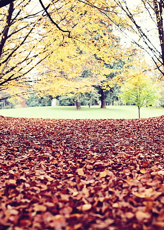 Low angle view of autumn leaves on ground with yellow trees