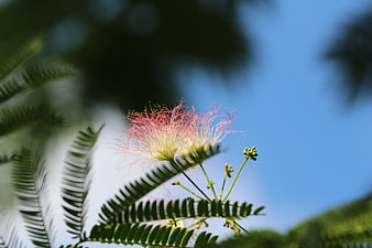 Pink Mimosa Flower Close-Up Against Blue Sky