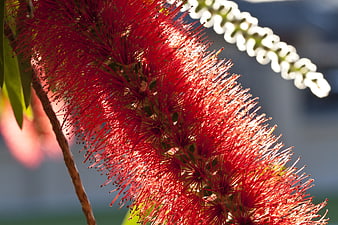 Close-up of vibrant red bottlebrush flower in sunlight