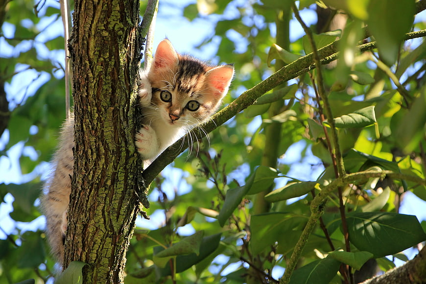 Cute Tabby Kitten Climbing Tree Branch Outdoors