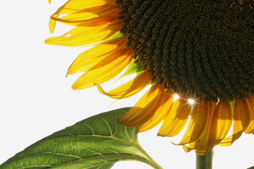 Close-up of Sunflower Petals Backlit by Sunlight