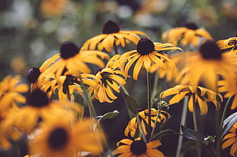 Close-up of blooming yellow black-eyed susan flowers in a garden