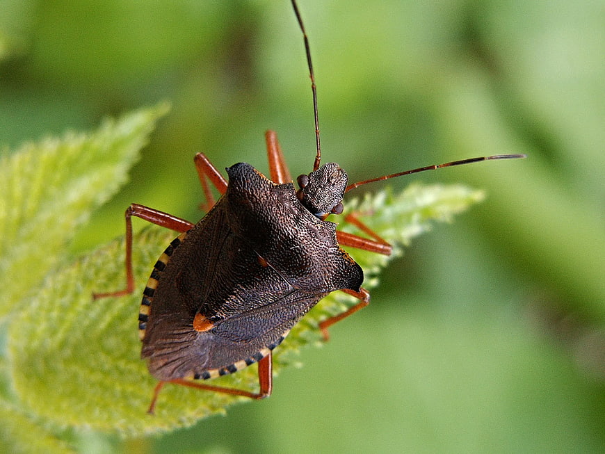 Close-up of a Brown Stink Bug on a Green Leaf