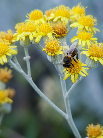 Honeybee Pollinating Yellow Wildflowers in Summer Garden
