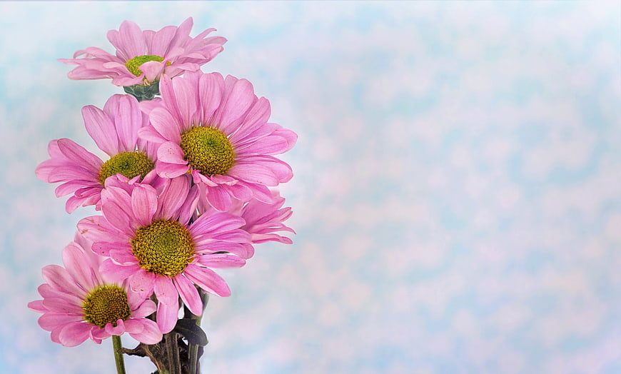 Pink Daisies on Soft Blue Background with Copyspace