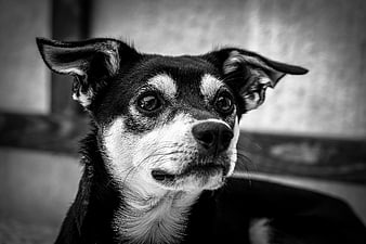 Black and white portrait of a small dog with expressive eyes