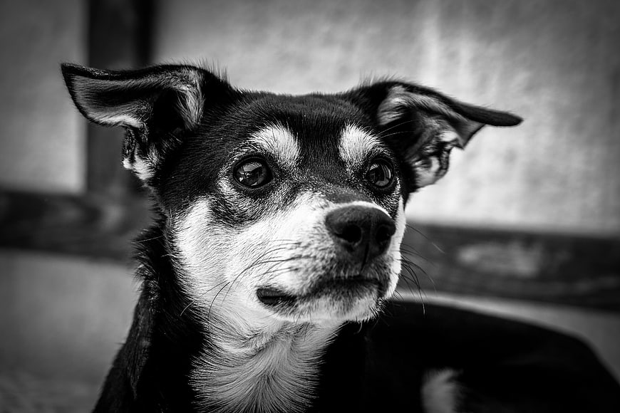Black and white portrait of a small dog with expressive eyes