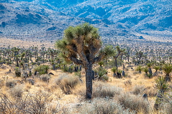 Lone Joshua Tree in Mojave Desert Landscape