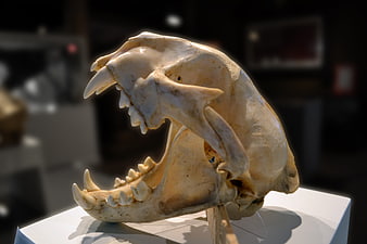 Close-up of a Puma Skull Specimen with Prominent Canines