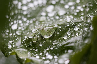 Macro photography of water droplets on a green leaf
