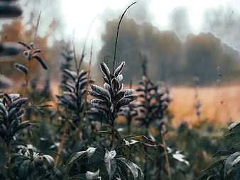 Close-up of frosty dried plant pods in autumn field