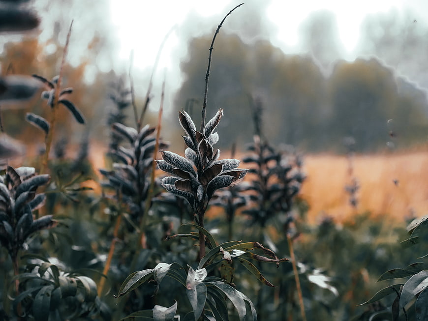 Close-up of frosty dried plant pods in autumn field