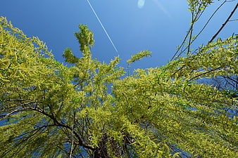 Low angle view of willow tree branches against blue sky