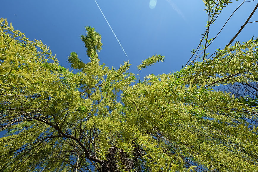 Low angle view of willow tree branches against blue sky