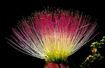 Close-up of Pink and Yellow Silk Tree Flower on Black