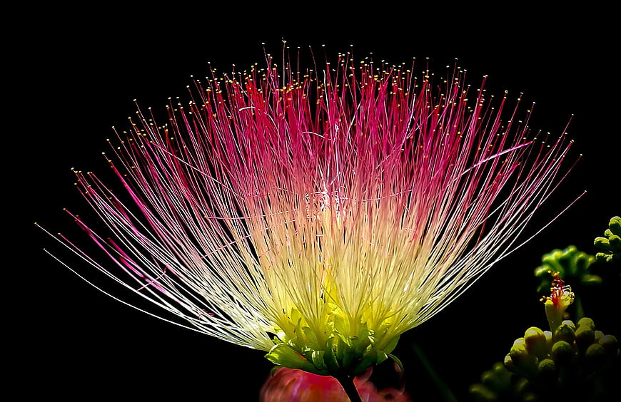 Close-up of Pink and Yellow Silk Tree Flower on Black