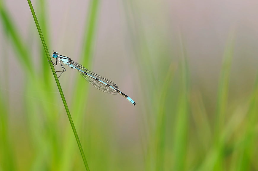 Blue Damselfly Perched on Green Grass Blade