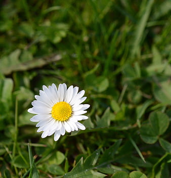White Daisy Flower in Green Grass