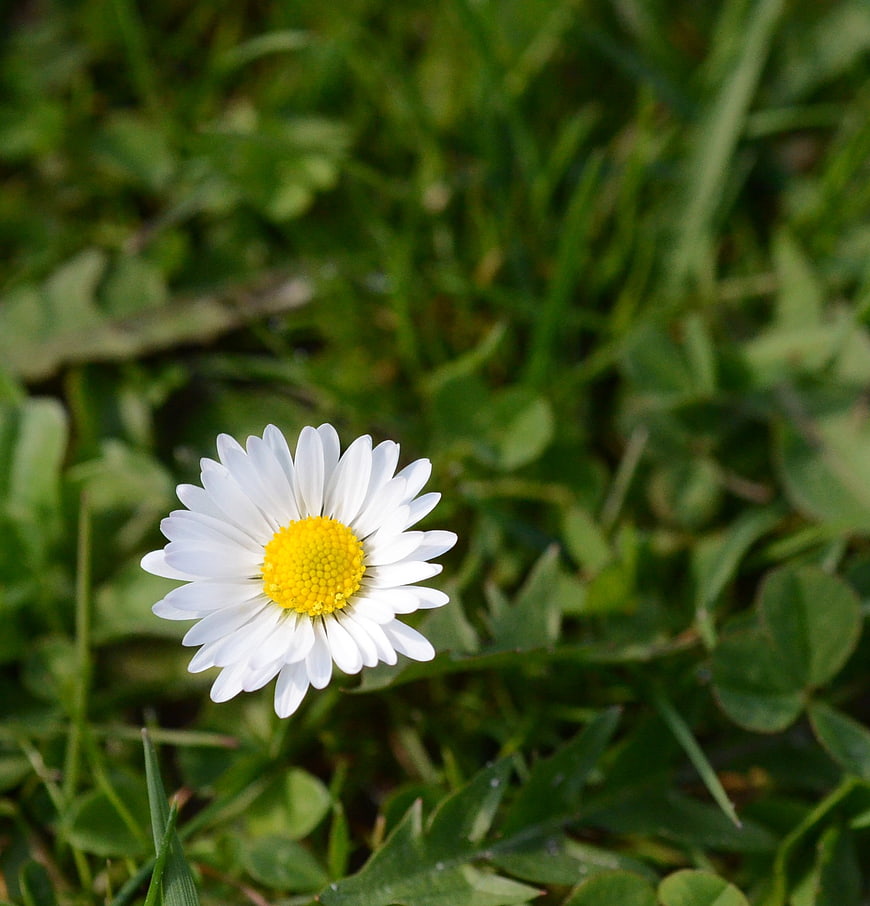 White Daisy Flower in Green Grass