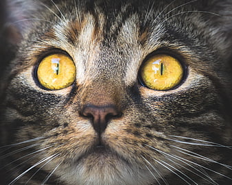 Extreme Close-Up of Tabby Cat Face with Intense Yellow Eyes