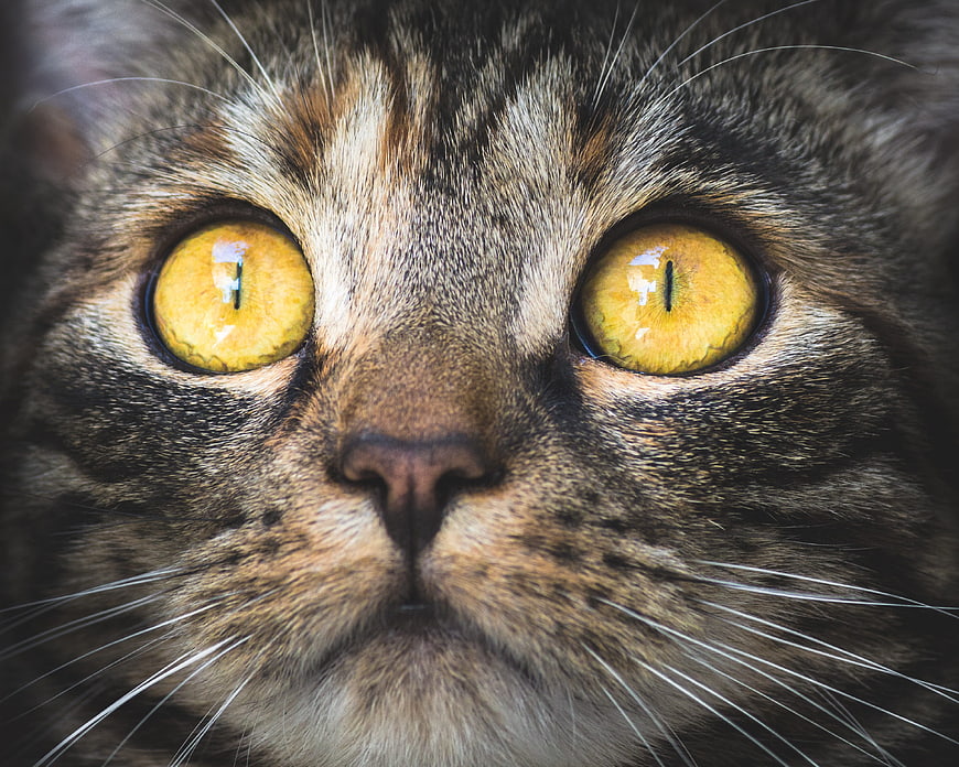 Extreme Close-Up of Tabby Cat Face with Intense Yellow Eyes