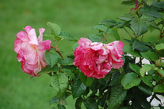 Pink and White Roses with Raindrops on Green Leaves