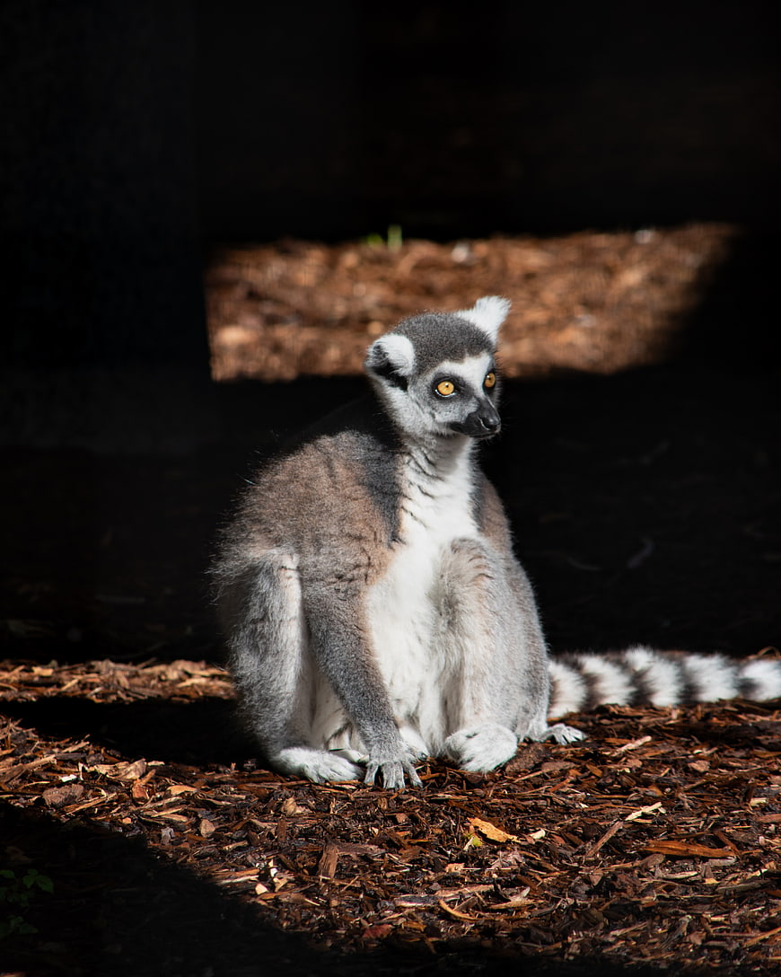 Ring-tailed Lemur Sitting in Sunlight on Wood Chips