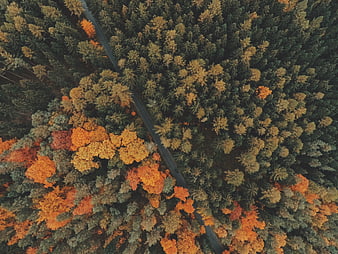 Aerial View of Autumn Forest with Colorful Trees and Road