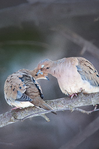 Two Mourning Doves Perched on a Branch